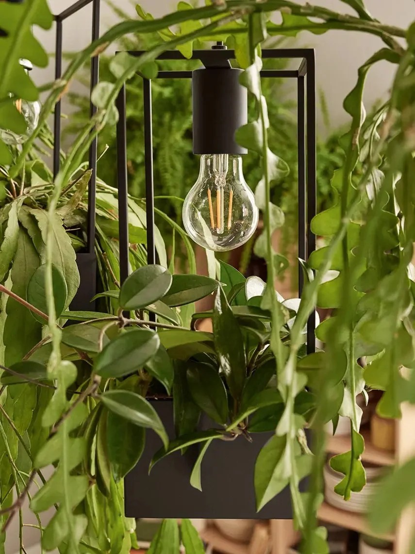 Lampa wśród roślin wiszących 